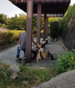 Les fameux chats d'Onomichi