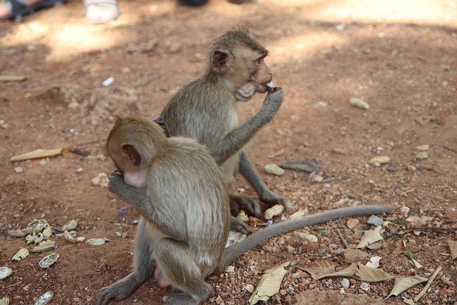 macaques japonais